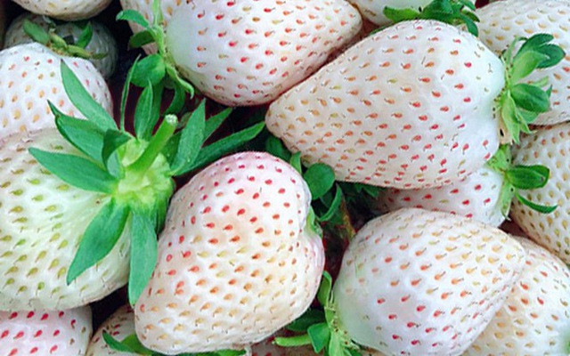 Người Nhật đã phát minh ra hơn 300 loại dâu tây thông qua quá trình lai tạo. Trong số 50 loại dâu đang có mặt trên thị trường, giống Shirou Houseki hay dâu tây Bạch Tuyết có giá tới 10 USD/quả. Ảnh: Printest