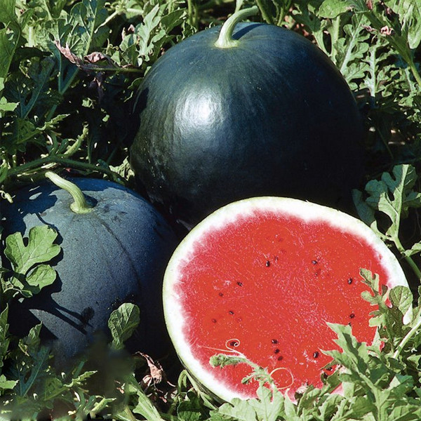 Giống dưa này có giá đắt bởi mỗi mùa vụ chỉ thu hoạch được gần 100 quả tại thành phố Hokkaido. Ảnh: Bokksu