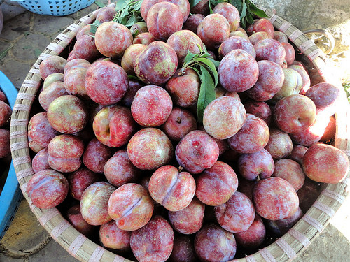 Mận tam hoa là đặc sản vùng Bắc Hà (Lào Cai) ở độ cao 1.000m. Mận tam hoa quả to, cùi dày và mẫu mã đẹp. Ảnh: Internet
