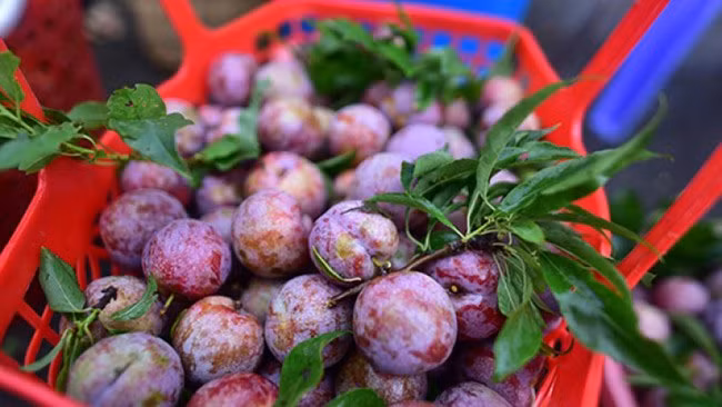 Mận tam hoa Bắc Hà bắt đầu chín từ tháng 5 và rộ nhất vào tháng 6. Vào mùa, mận tam hoa được bày bán nhiều ở Hà Nội với giá chỉ vài chục nghìn/kg. Ảnh: Internet