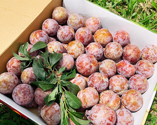 Mận hậu Ruby Sơn La vừa mới được ra mắt thương hiệu đầu tháng 6 năm nay. Loại mận này được thu hoạch từ những vườn mận hậu cổ ở thung lũng Nà Ka (huyện Mộc Châu, tỉnh Sơn La). Ảnh: Foodmap