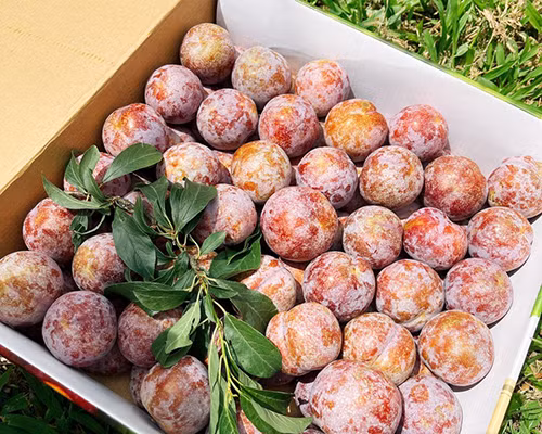 Mận hậu Ruby Sơn La vừa mới được ra mắt thương hiệu đầu tháng 6 năm nay. Loại mận này được thu hoạch từ những vườn mận hậu cổ ở thung lũng Nà Ka (huyện Mộc Châu, tỉnh Sơn La). Ảnh: Foodmap