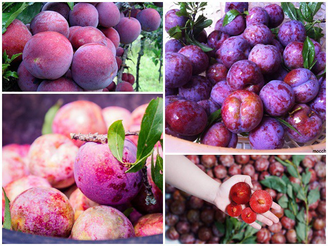 Mận ở Việt Nam có nhiều loại nhưng ngon nhất phải kể đến là mận hậu Ruby Sơn La, mận Pu Nhi, mận Tam Hoa, mận hậu. Ảnh: Internet