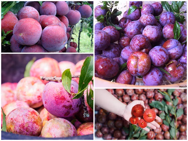 Mận ở Việt Nam có nhiều loại nhưng ngon nhất phải kể đến là mận hậu Ruby Sơn La, mận Pu Nhi, mận Tam Hoa, mận hậu. Ảnh: Internet