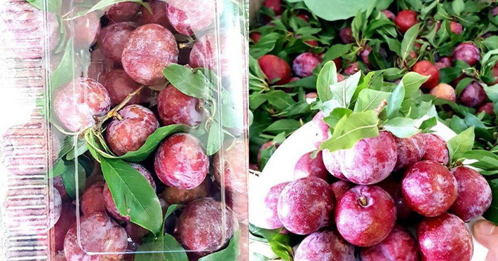 Do số lượng mận Pu Nhi không nhiều nên giá bán cũng khá cao, từ 120.000 - 150.000 đồng/kg. Ảnh: Internet