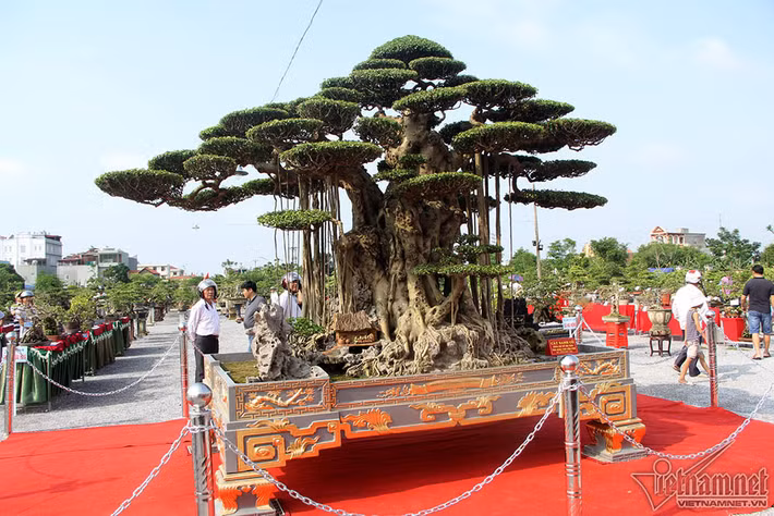 “Đại thế vân tùng" có nguồn gốc từ Phú Thượng (Hà Nội), được một người ở Nam Điền (Nam Trực, Nam Định) bán cho anh Nguyễn Văn Oai (Thái Bình). Anh Cao Văn Phú mua lại với giá gần 10 tỷ đồng. Ảnh: Vietnamnet