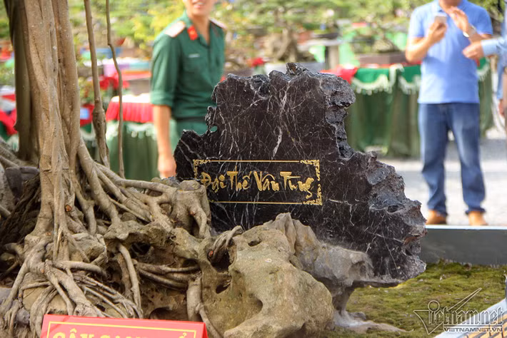 Bộ gốc, rễ của cây ôm chặt vào những hòn đá khiến người sành sỏi trong giới chơi cây hết lời ca ngợi. Ảnh: Vietnamnet.