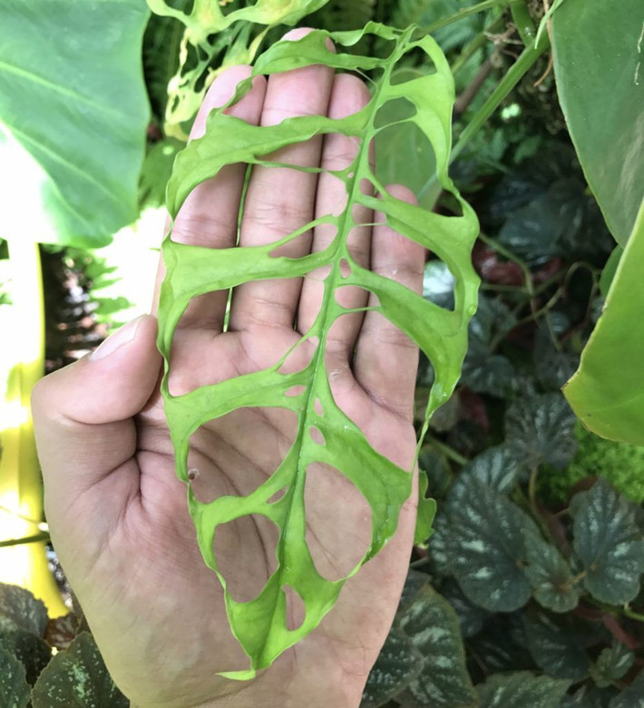 Monstera Obliqua là một trong những loại cây đắt đỏ được giới đam mê cây cảnh ưa chuộng. Loài vây này màu sáng, lá cao, thậm chí có mùi thơm hấp dẫn. Ảnh: Printest.