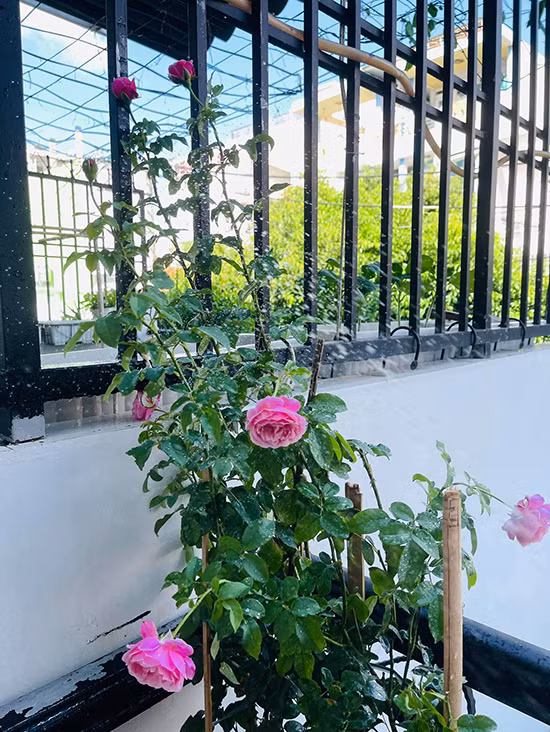 Hoa hồng leo ra cùng lúc gần chục bông hoa khiến góc nhỏ nhà Hồ Bích Trâm thêm rực rỡ. Ảnh: Ngoisao.