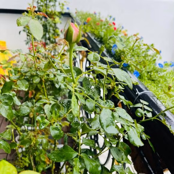 Nữ diễn viên đầu tư tổng cộng 6 chậu hoa hồng các màu và giống khác nhau. Ảnh: FBNV