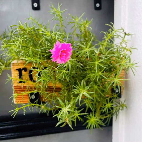 Công việc đình trệ vì dịch nên Hồ Bích Trâm muốn tranh thủ thời gian này để vun vén tổ ấm. Ảnh: FBNV