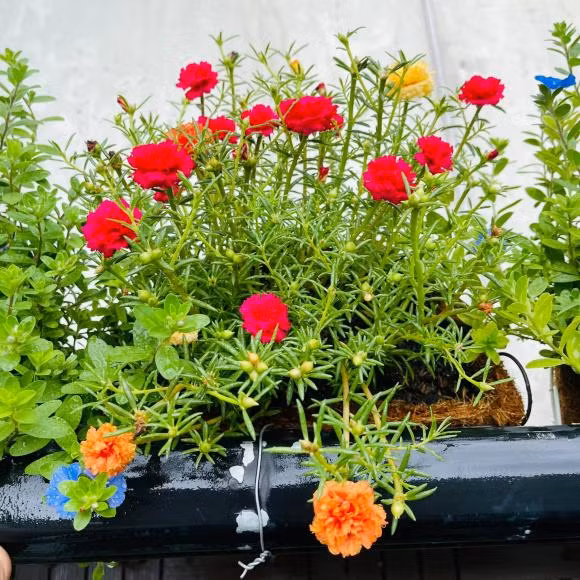 Hoa mười giờ đua nhau khoe sắc. Ảnh: FBNV