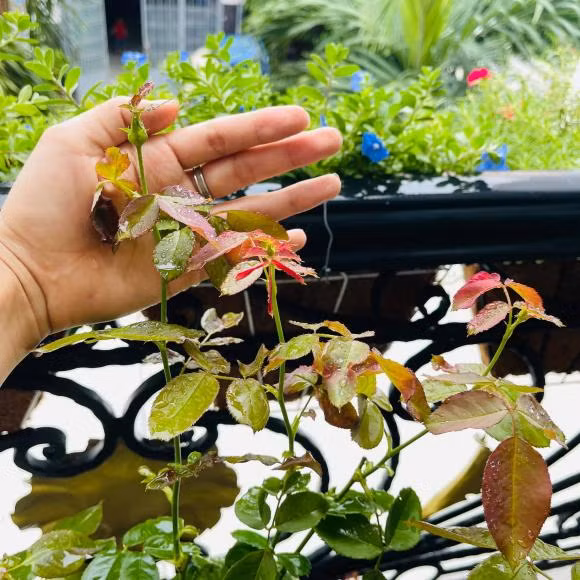 Trên trang cá nhân, người đẹp gốc Quảng Ngãi hé lộ ban công xanh mướt, ngập tràn các loại hoa. Ảnh: FBNV