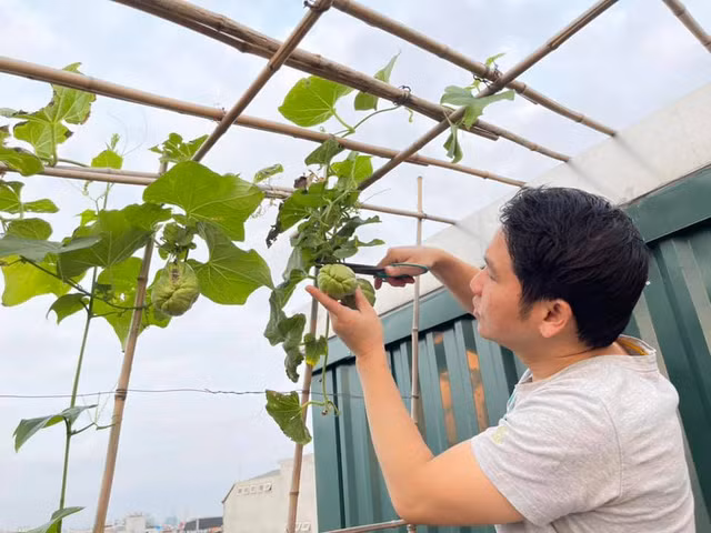 Giàn su su cũng bắt đầu cho trái.