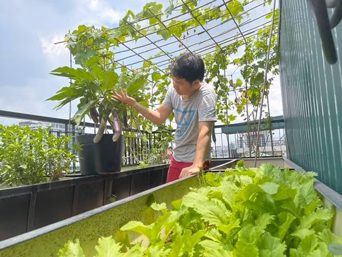 Ngoài trái cây, nam ca sĩ còn trồng đủ các loại rau xanh.