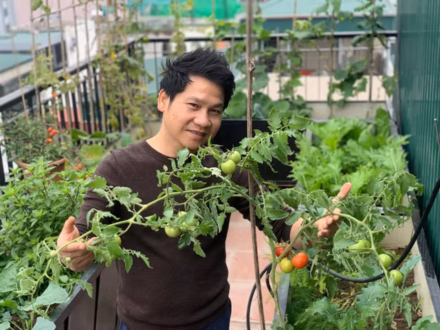 Cây cà chua sai trĩu quả.