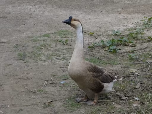 Loài ngỗng này có xuất xứ từ Bắc Trung Quốc và Xiberi. Ở Việt Nam, chúng được nuôi nhiều ở đồng bằng sông Hồng. Ảnh: Internet