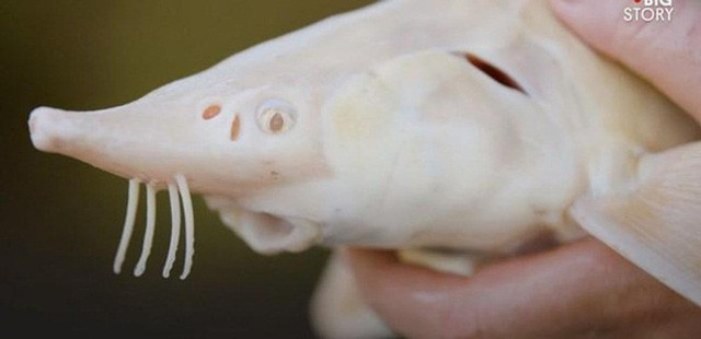 Dù vô cùng đắt đỏ nhưng không phải cứ chi tiền ra là mua được trứng cá tầm bởi nó chỉ được bán với số lượng cực kỳ hiếm hoi và ít ỏi thông qua các đơn đặt hàng.