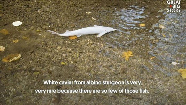 Mức giá này thậm chí còn đắt hơn cả trứng cá tầm Beluga của Iran có giá bán 35.000 USD/kg (hơn 800.000 đồng).