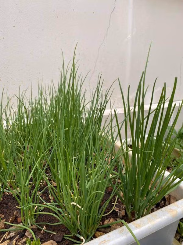 Hành trồng trong chậu cũng tốt um.