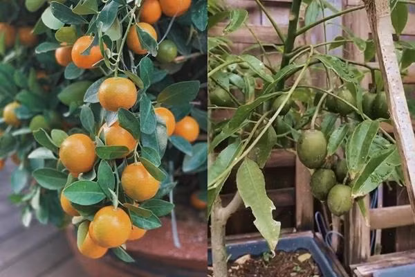 Tăng Thanh Hà mát tay nên cây ăn quả vườn nhà cũng luôn sai quả.