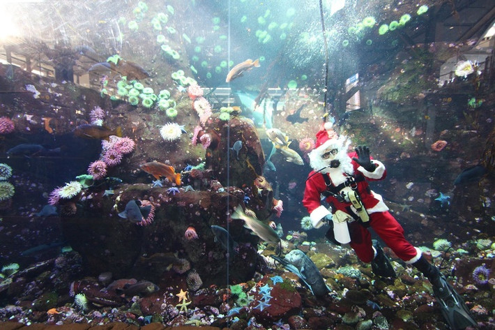 Có hẳn một bể cá khổng lồ trong sân bay Vancouver, Canada.