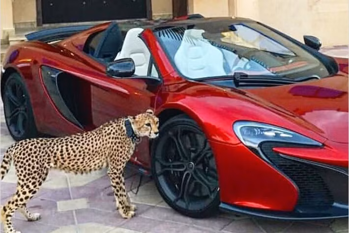 Không khó để bắt gặp hình ảnh hổ, báo đi cùng với siêu xe của chủ nhân.