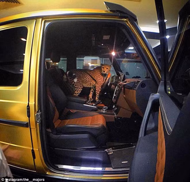 Báo đốm ngồi trong siêu xe dát vàng. Nguồn ảnh: Instagram.