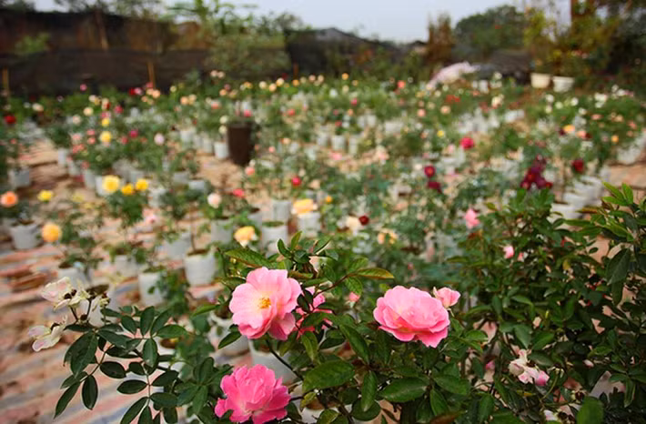 Được coi là nữ hoàng của các loài hoa, hoa hồng là một loại hoa tươi được nhiều người ưa chuộng trong dịp Tết. Ngày nay, thị trường hoa hồng ở Việt Nam rất đa dạng, từ hoa hồng ngoại nhập cho đến hồng cổ. Ảnh: Happynest.