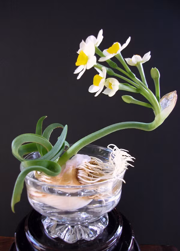 Hàng thế kỷ qua, người Hà Nội vẫn giữ một thú chơi hoa ngày Tết tao nhã là mua và gọt củ thủy tiên. Gần Tết, hoa thủy tiên được bày bán nhiều trên các tuyến phố Hà Nội và rất thịnh hành trong giới trẻ. Ảnh: Giacngo.