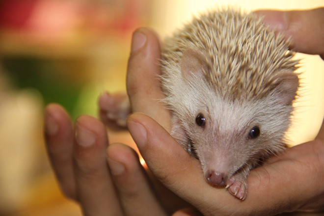 Trào lưu nuôi nhím kiểng cũng xuất hiện ở nước ta thời gian gần đây. Loài nhím này khá nhỏ với trọng lượng con trưởng thành thường vào khoảng 250-600gr, dài khoảng 13-20cm. Ảnh: Zing.