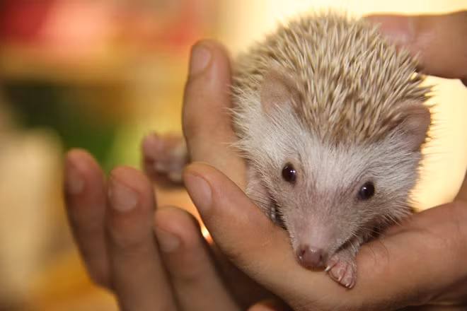 Trào lưu nuôi nhím kiểng cũng xuất hiện ở nước ta thời gian gần đây. Loài nhím này khá nhỏ với trọng lượng con trưởng thành thường vào khoảng 250-600gr, dài khoảng 13-20cm. Ảnh: Zing.