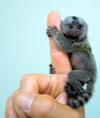 Khỉ Marmoset là loài khỉ bé nhất thế giới, sinh sống hầu hết ở khu vực Nam Mỹ. Chiều dài của một chú khỉ trưởng thành chỉ khoảng 16 - 17 cm. Cân nặng ước tính là 170 gram. Ảnh: Dân Việt.