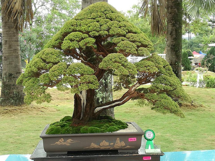 Từ lâu kim sa tùng bonsai được nhiều người yêu thích. Cây phù hợp làm cây cảnh để bàn, trang trí nhà cửa, bàn làm việc tại các văn phòng. Ảnh: Gardener Nguyễn Hoàng Phong.