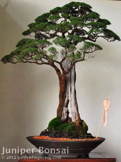 Cây kim sa tùng có thân xù xì bởi những lớm vỏ dầy, lá nhỏ li ti và dài, hoa màu trắng và và có mùi thơm nhẹ. Ảnh: Gardener Nguyễn Hoàng Phong.