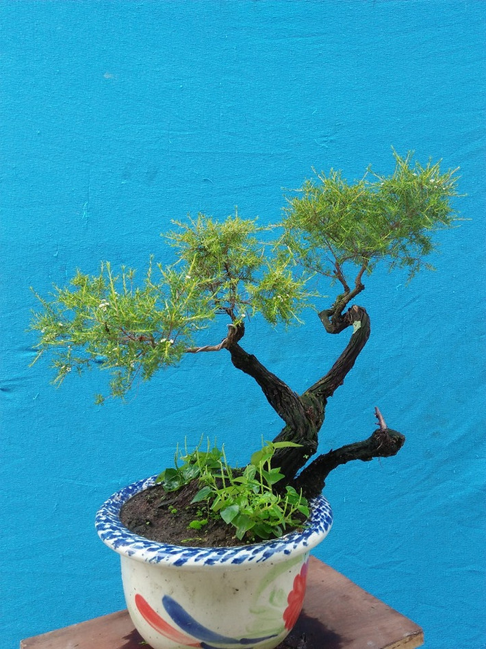 Khi uốn tỉa kim sa tùng, các nghệ nhân thường làm lúc cành còn nhỏ vì để to sẽ rất giòn. Ảnh: Bonsai Văn Trường‎.