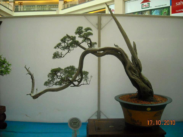 Kim sa tùng cũng có thể tạo dáng thành những tác phẩm nghệ thuật bonsai lũa đẹp mắt. Ảnh: Gardener Nguyễn Hoàng Phong.