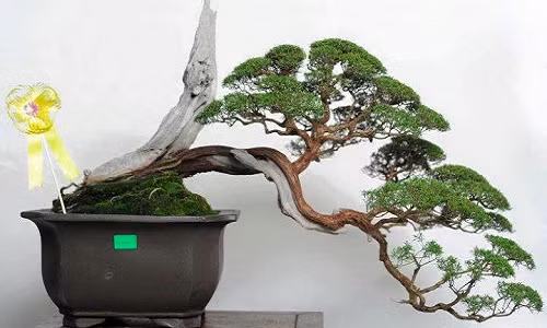 Kim sa tùng là cây thân gỗ nhỏ, phát triển phổ biến ở các khu vực Đông Nam Á. Tại việt Nam, cây sa tùng chủ yếu mọc ở các tỉnh của khu vực miền trung. Ảnh: Gardener Nguyễn Hoàng Phong.