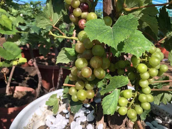 Nho kiểng có giá bán dao động từ 300.000 – 400.000 đồng/chậu mini và từ 500.000 – 2 triệu đồng/chậu loại lớn. Ảnh: Dân Việt.