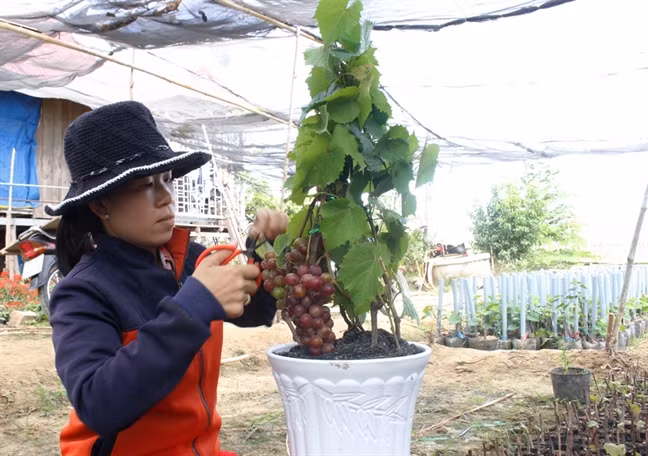 Nhà vườn thường chọn những cành có trái đẹp để chiết nhánh, bó cành. Ảnh: Phunuonline.