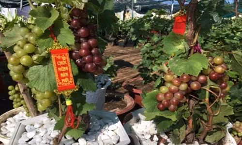 Để chuẩn bị cho Tết Nguyên đán Kỷ Hợi 2019, nhiều nhà vườn ở Ninh Thuận đã đầu tư trồng nho kiểng với màu sắc và hình dáng bắt mắt tung ra thị trường. Ảnh: Dân Việt.