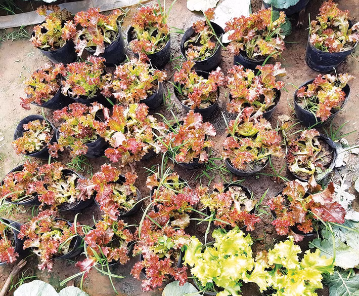 Xà lách vào chậu với chế độ chăm sóc đặc biệt trước khi tung ra thị trường. Ảnh: Baoangiang.