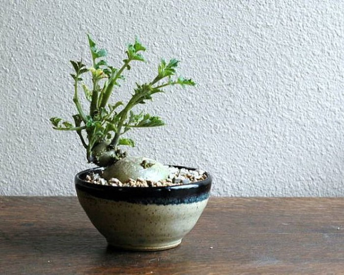 Nếu nhìn thoáng qua, ít ai đoán được chậu bonsai này là từ một củ khoai tây. Ảnh: Lifeofguangzhou.