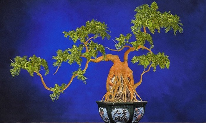 Bonsai cà rốt với tạo hình uốn lượn độc đáo. Ảnh: Lifeofguangzhou.