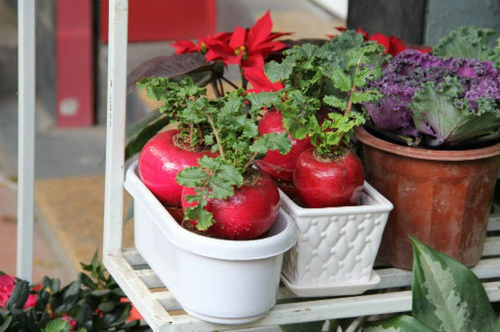 Với màu đỏ bắt mắt, lớp vỏ ngoài căng mịn... củ cải đỏ được trồng vào chậu làm bonsai mini thu hút nhiều khách. Ảnh: Youtube.