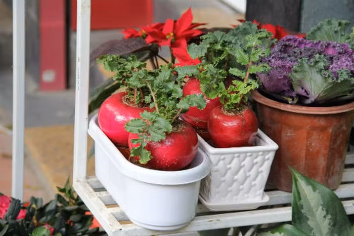 Với màu đỏ bắt mắt, lớp vỏ ngoài căng mịn... củ cải đỏ được trồng vào chậu làm bonsai mini thu hút nhiều khách. Ảnh: Youtube.