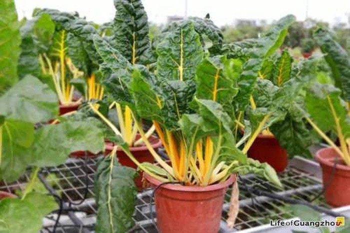 Sở hữu ngoại hình bắt mắt, cải cầu vồng trở thành chậu bonsai rực rỡ. Ảnh: Lifeofguangzhou.