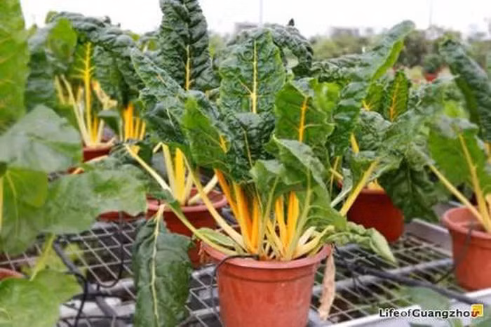 Sở hữu ngoại hình bắt mắt, cải cầu vồng trở thành chậu bonsai rực rỡ. Ảnh: Lifeofguangzhou.