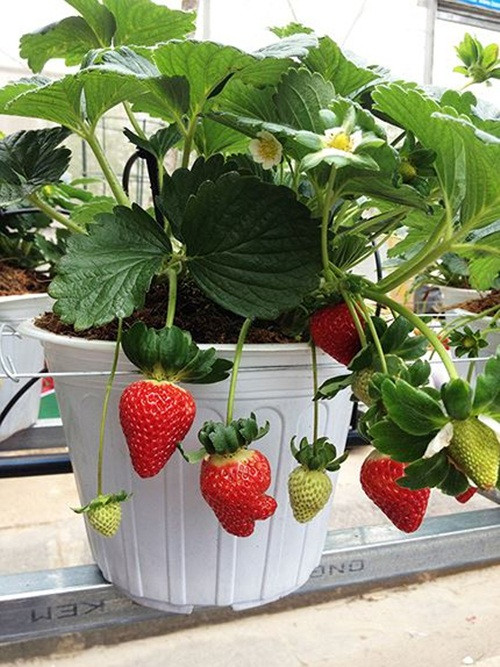 Dâu tây chi chít quả chín mọng cũng khiến người tiêu dùng thích thú. Ảnh: Tiền phong.