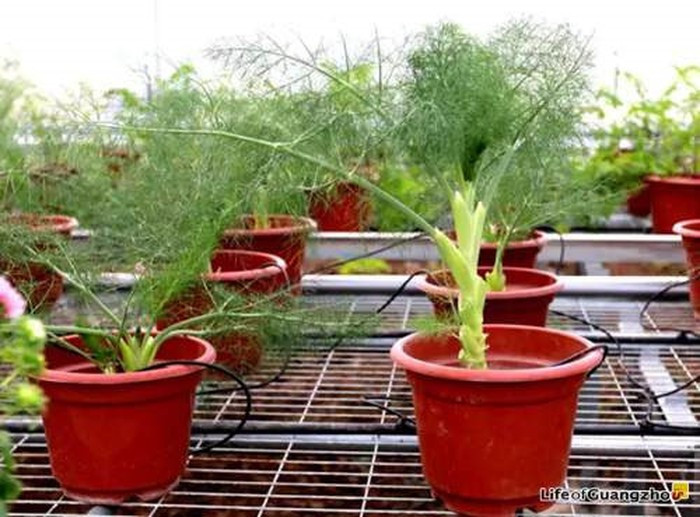 Chẳng ai nghĩ thìa là - loại rau gia vị không thể thiếu trong các món canh cá ở Việt Nam cũng có thể trở thành chậu cảnh đẹp mắt đến thế. Ảnh: Lifeofguangzhou.